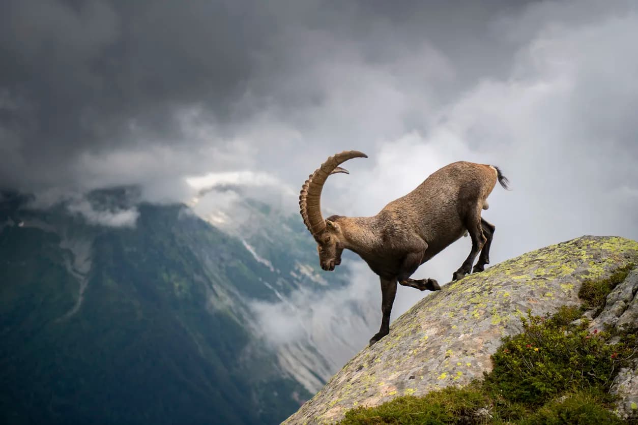 Alpine Ibex