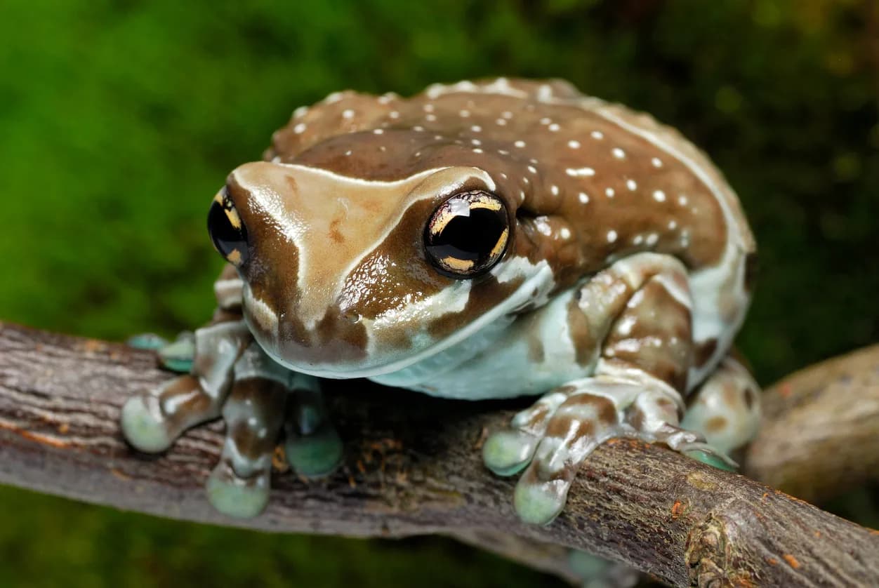Amazon Milk Frog