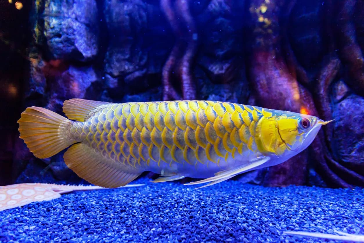 Arowana