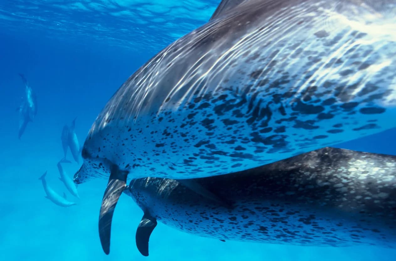 Atlantic Spotted Dolphin