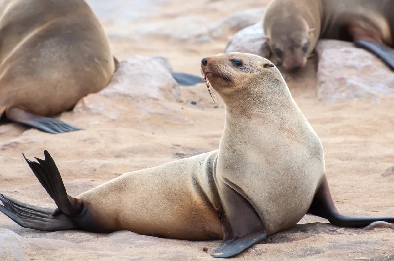 Australian Fur Seal