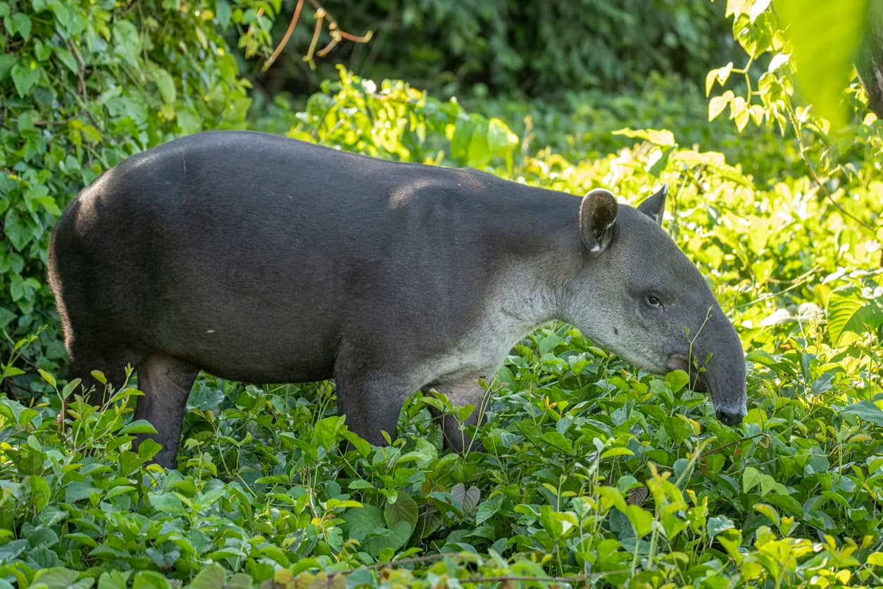 Baird's Tapir