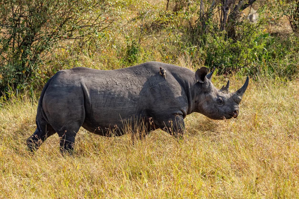 Black Rhinoceros