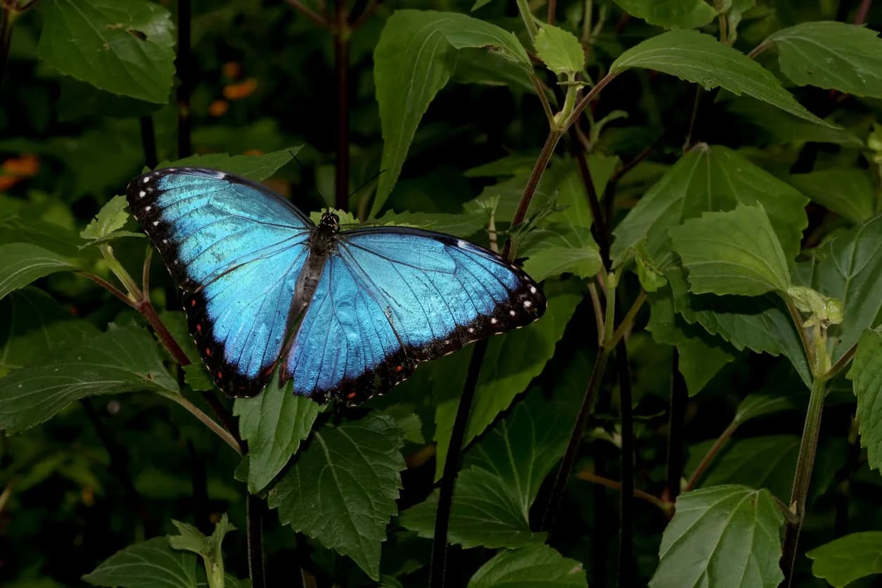 Blue Morpho Butterfly