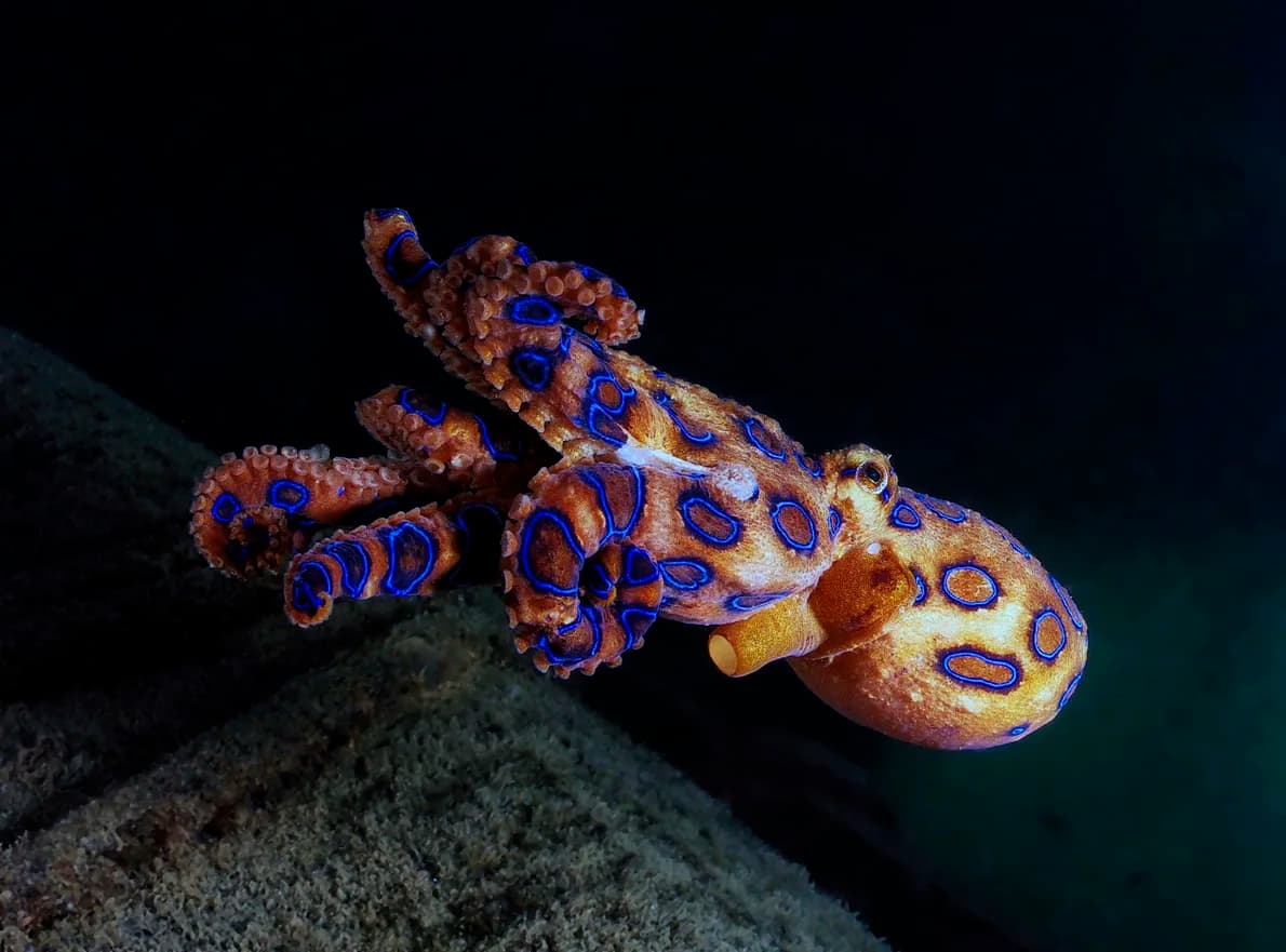 Blue-Ringed Octopus