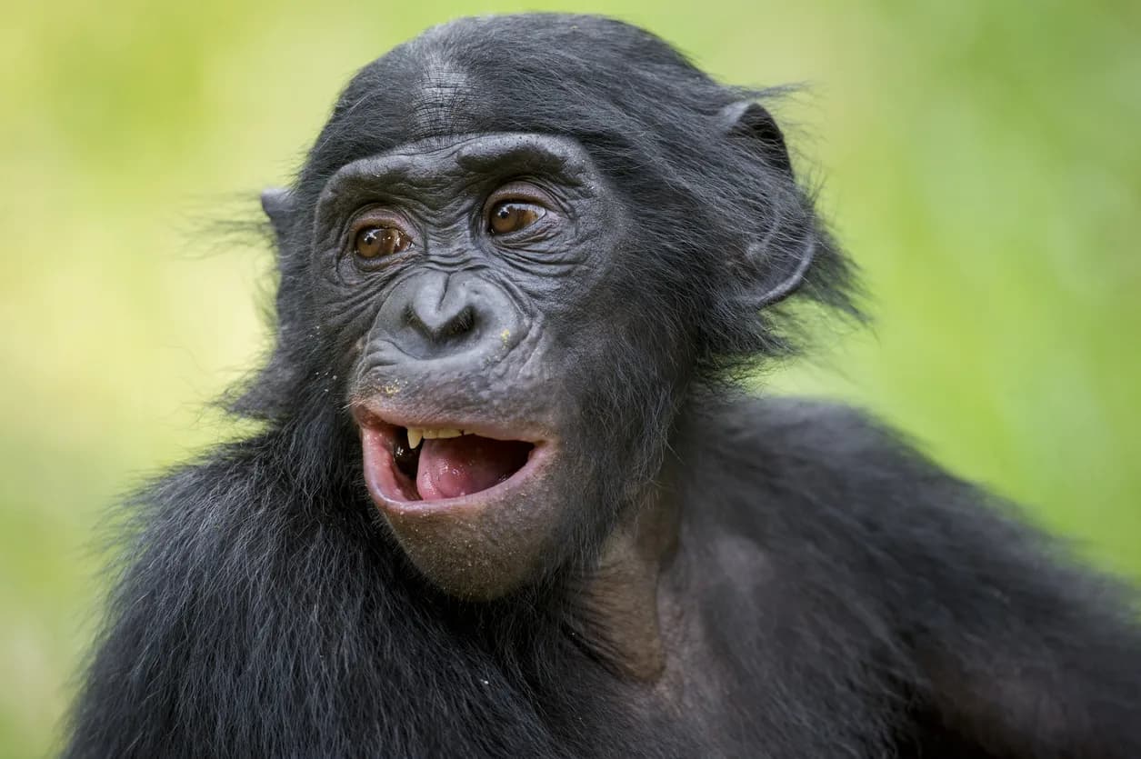 Bonobo