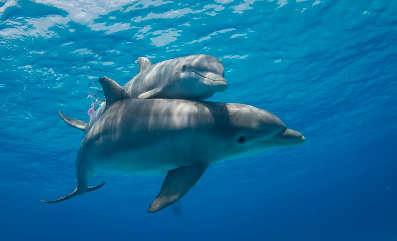 Bottlenose Dolphin