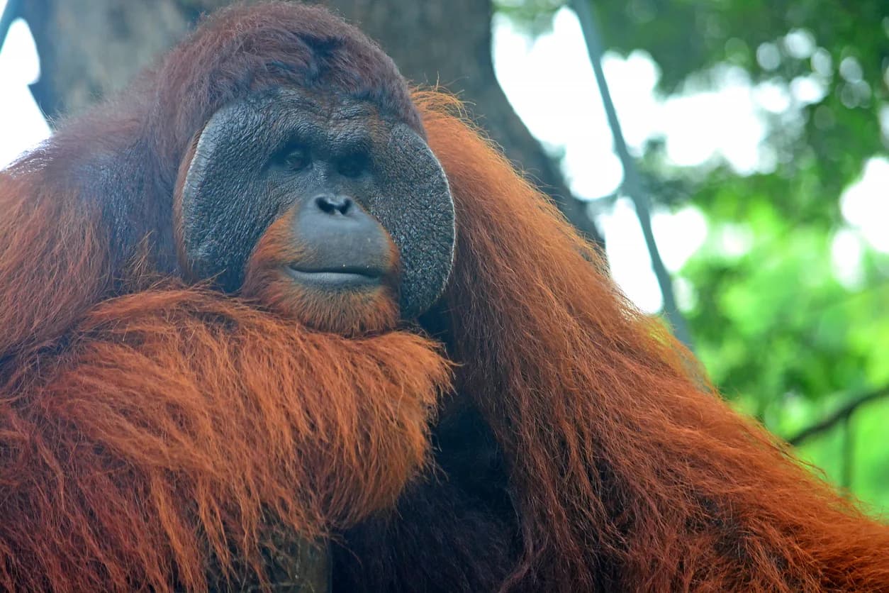 Bornean Orangutan
