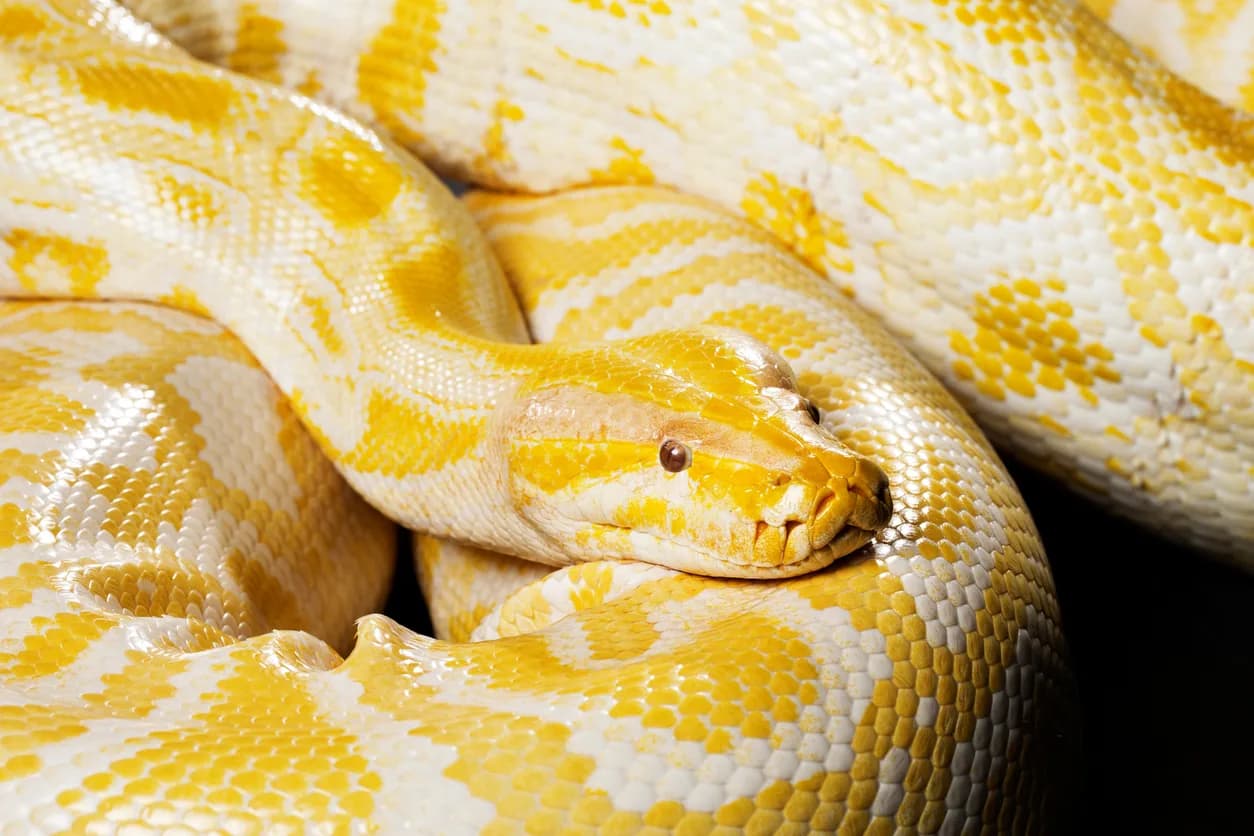 Burmese Python