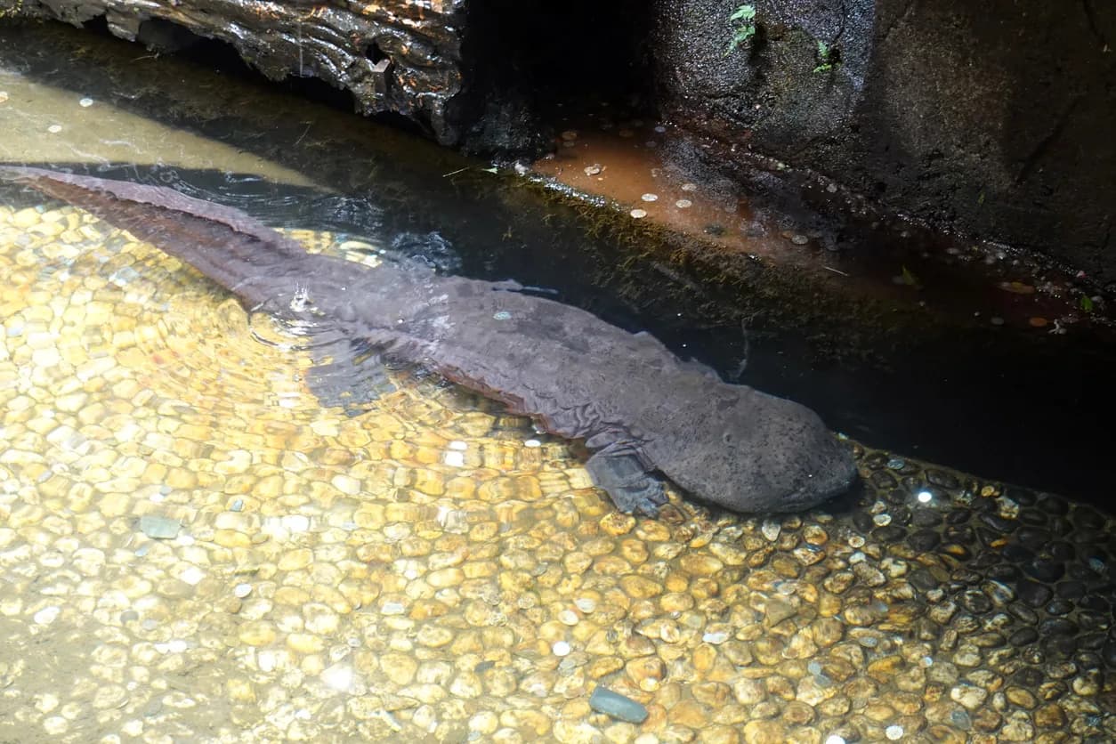 Chinese Giant Salamander