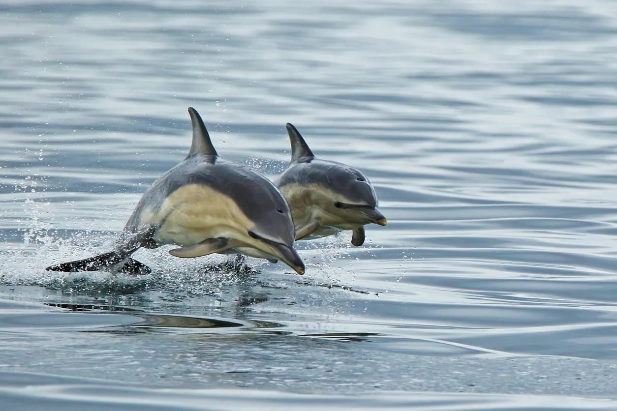 Common Dolphin