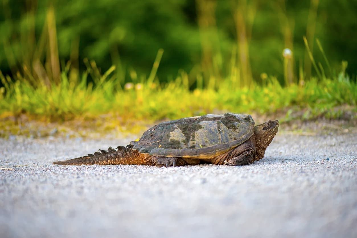 Common Snapping Turtle
