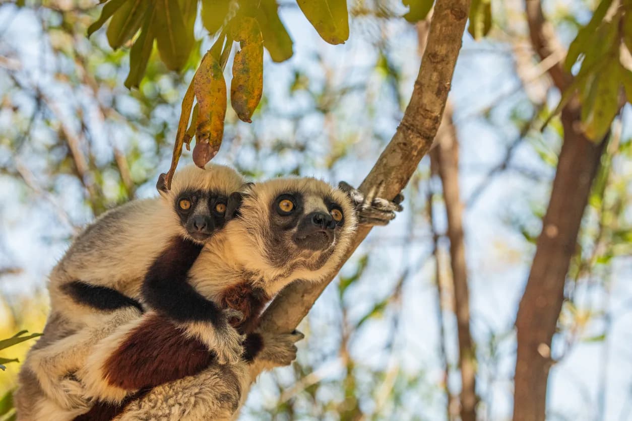 Coquerel's Sifaka