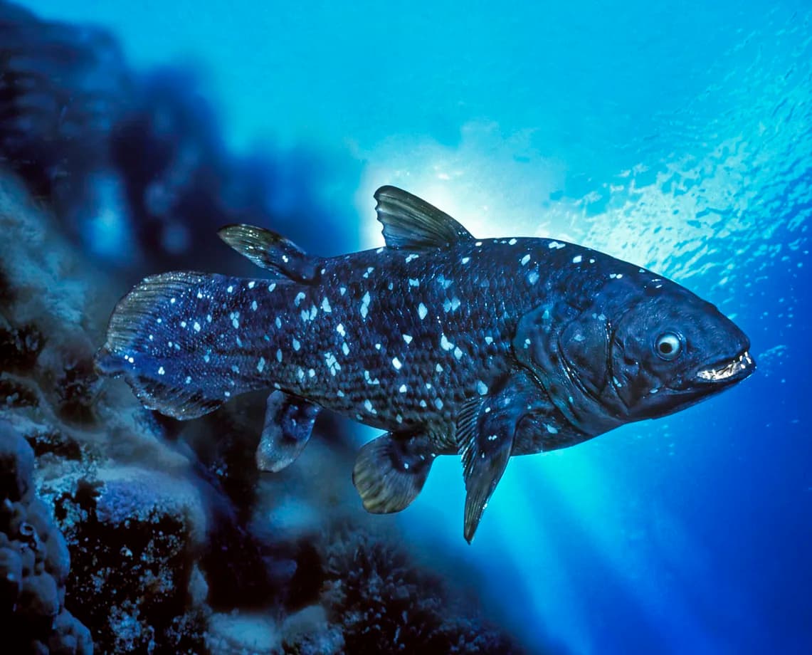 Coelacanth