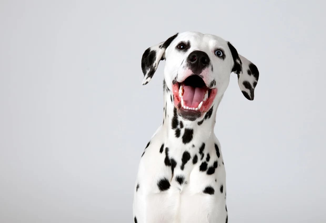 Dalmatian Dog