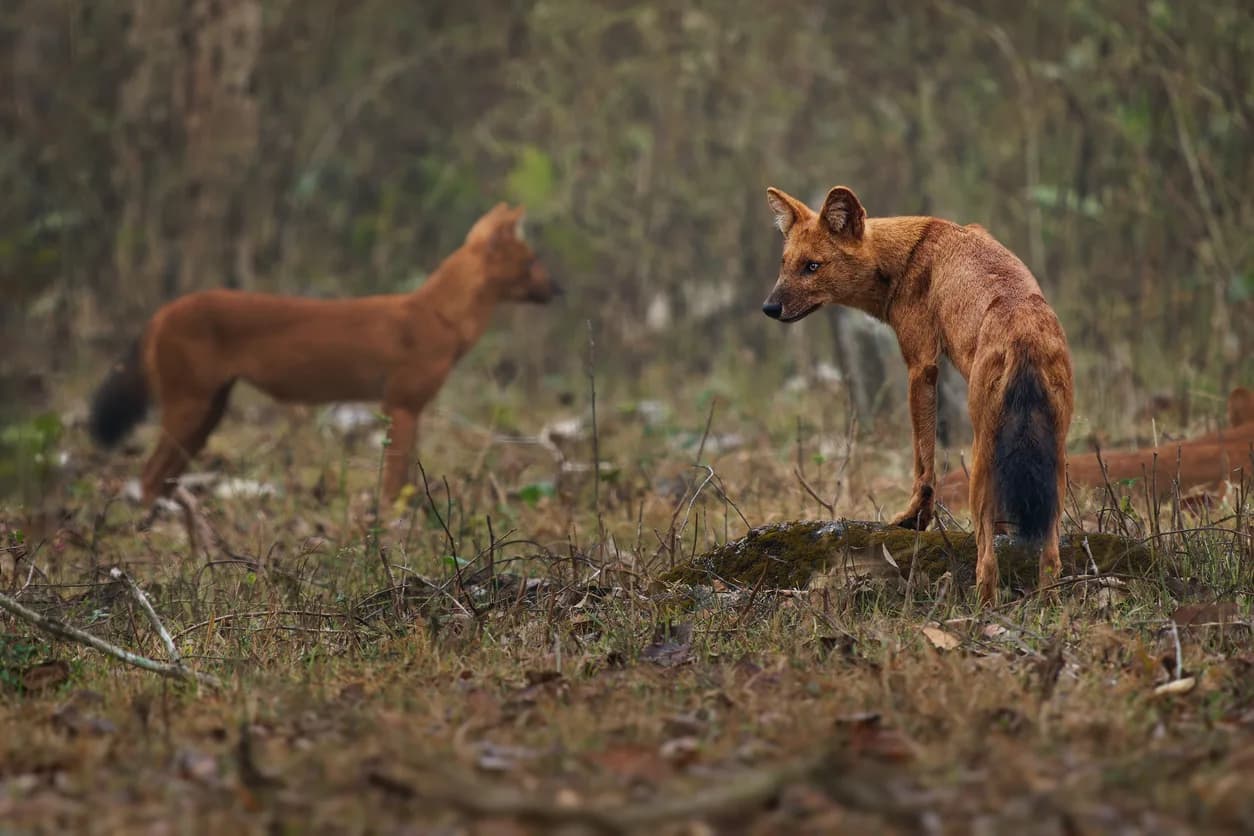 Dhole