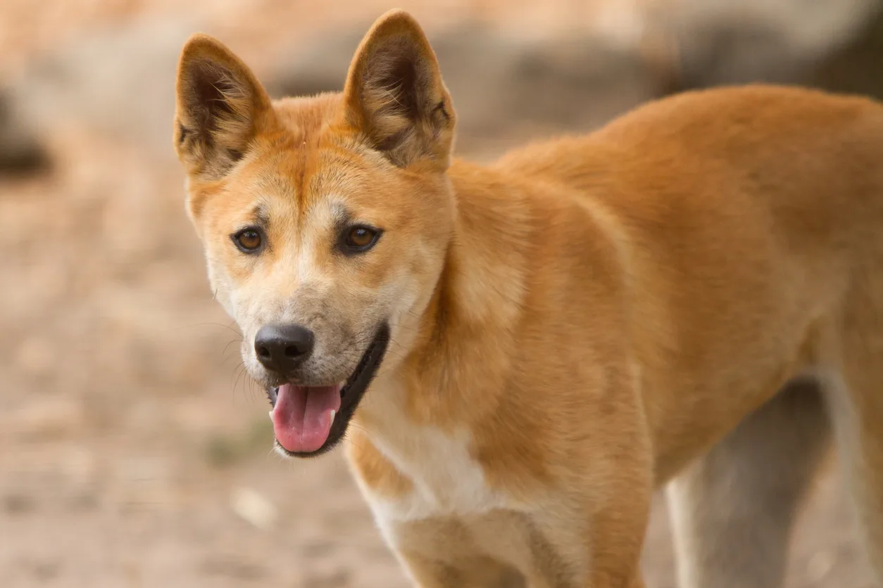 Dingo