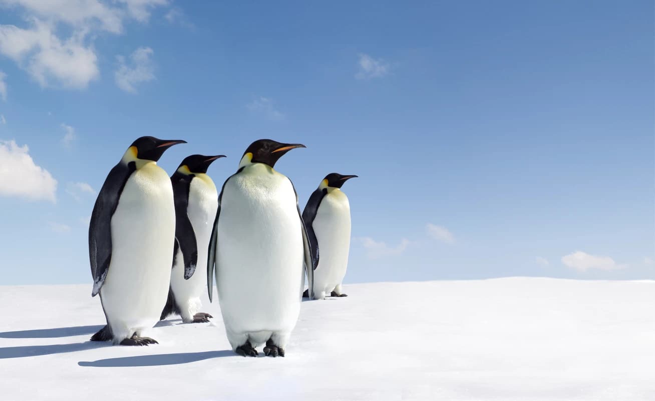 Emperor Penguin