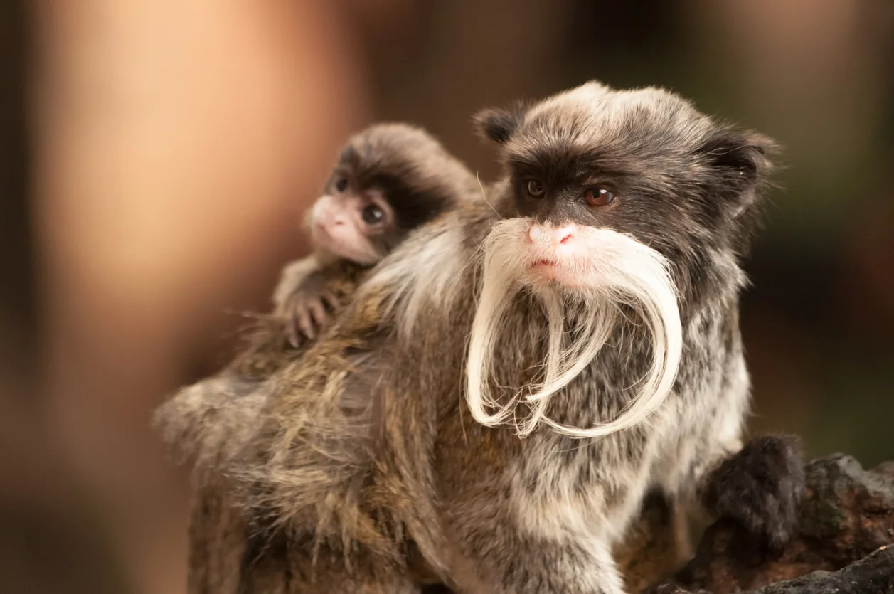 Emperor Tamarin