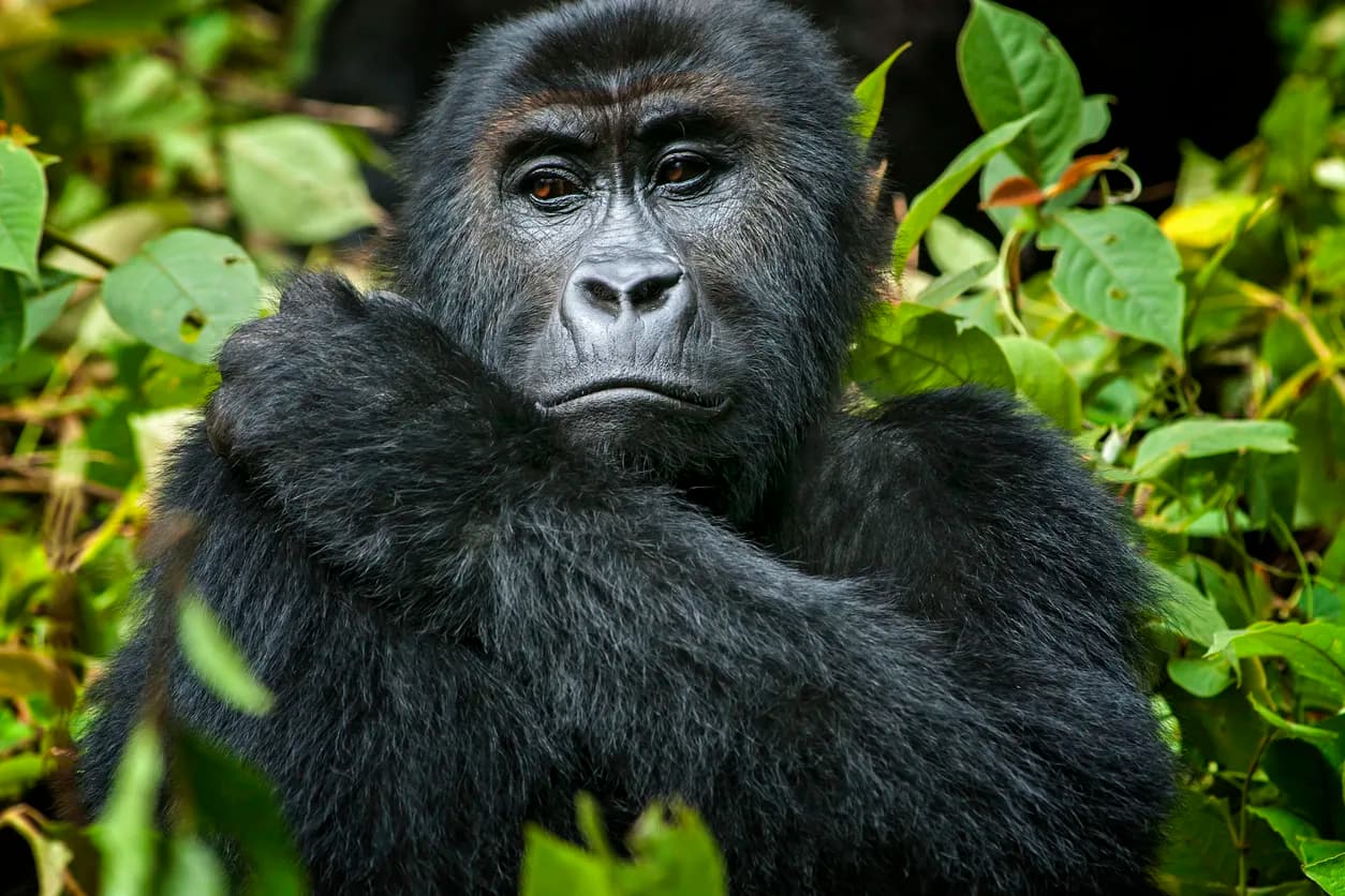 Eastern Gorilla
