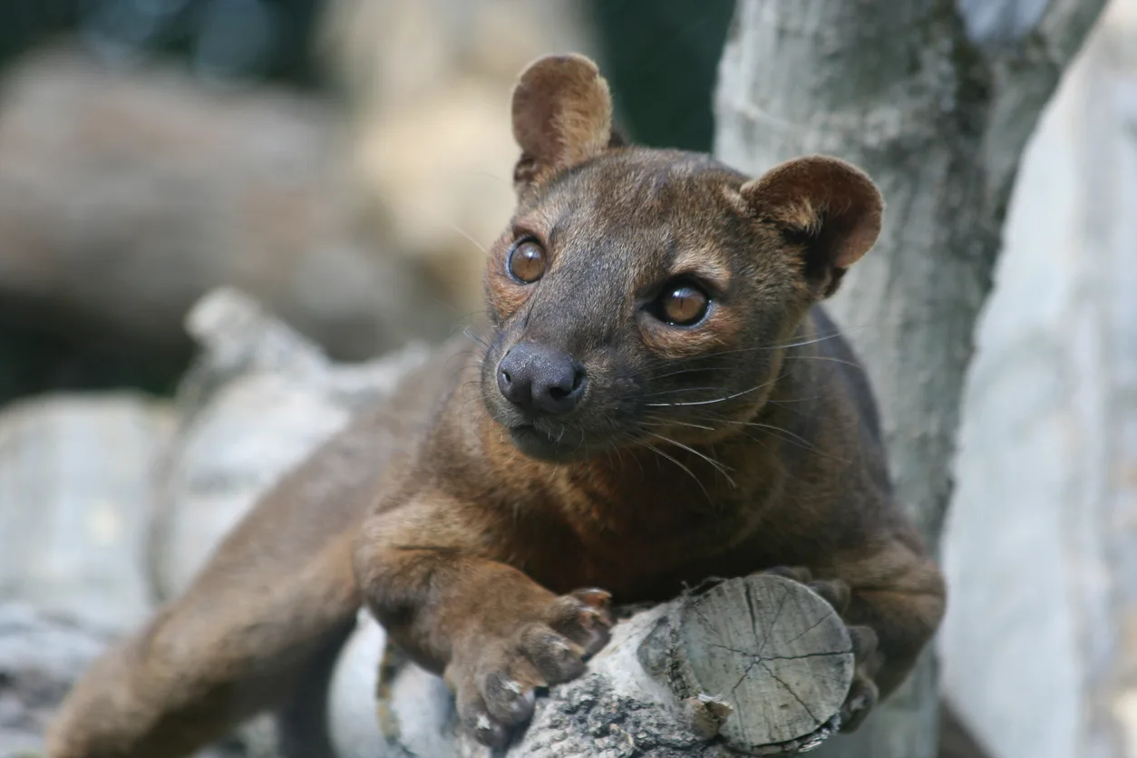 Fossa