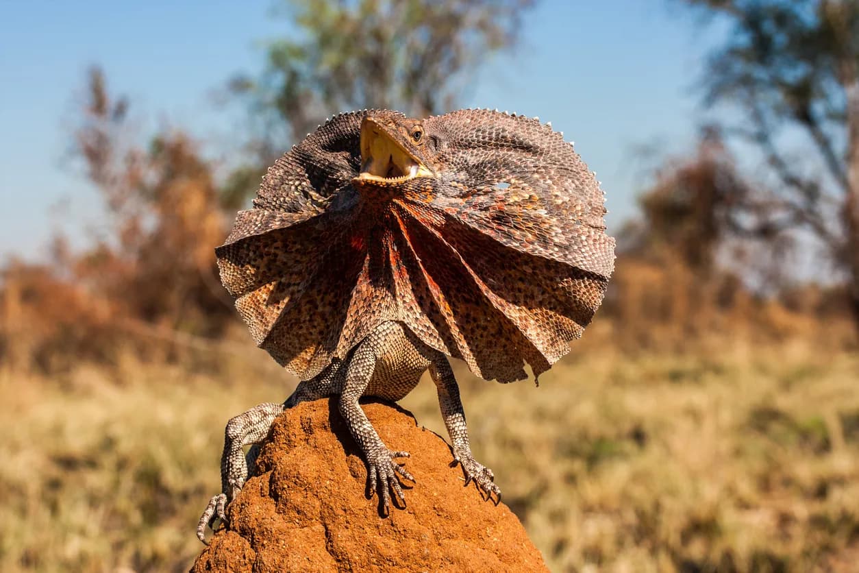 Frilled Lizard