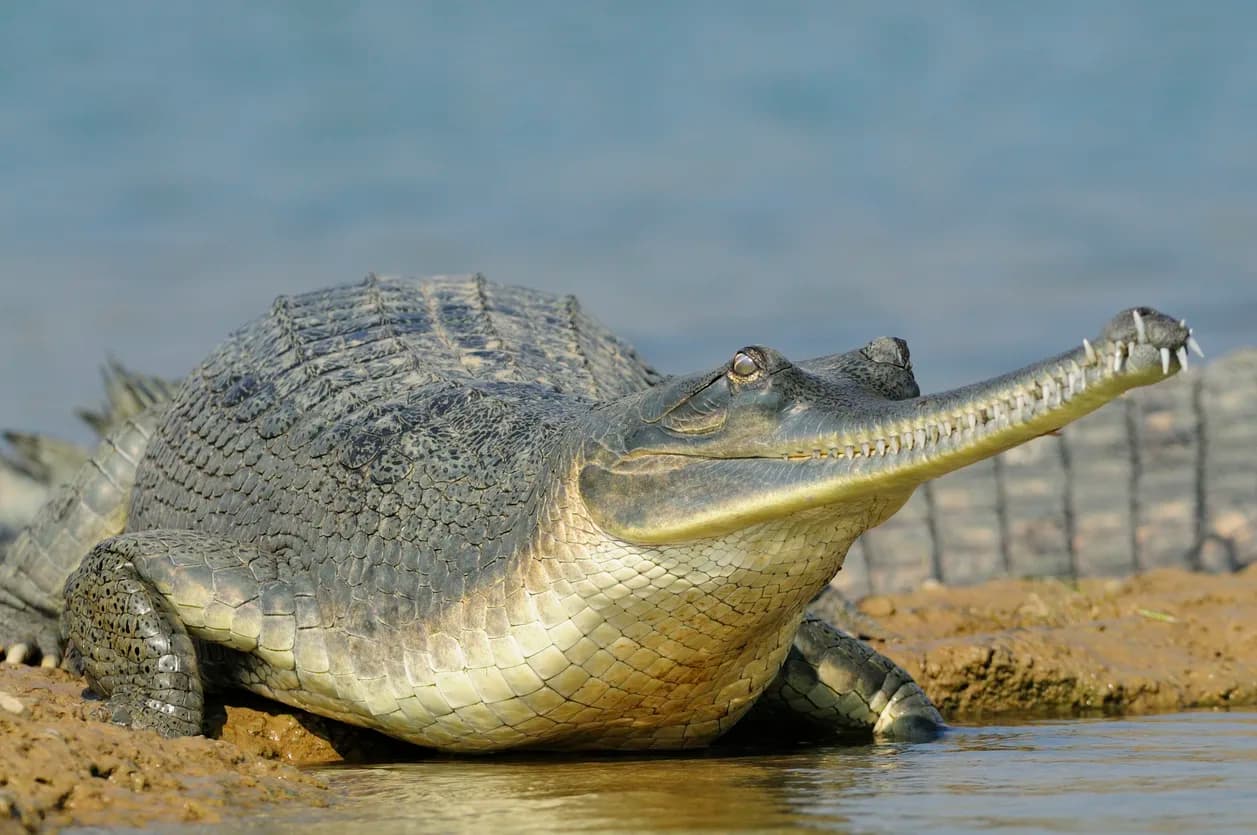 Gharial