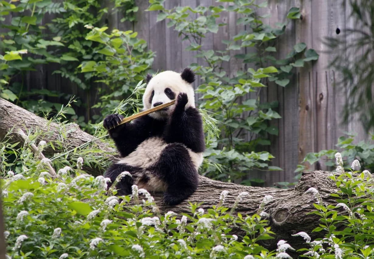 Giant Panda