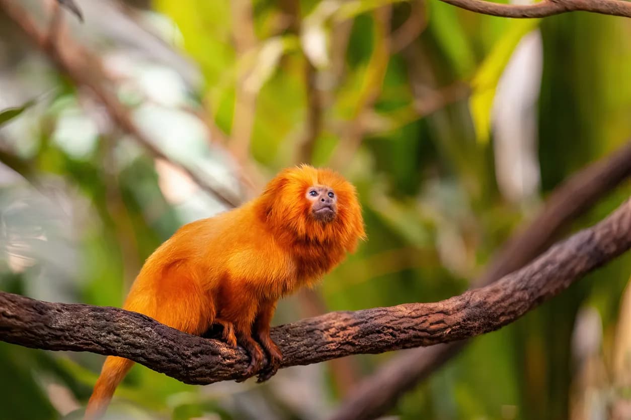 Golden Lion Tamarin