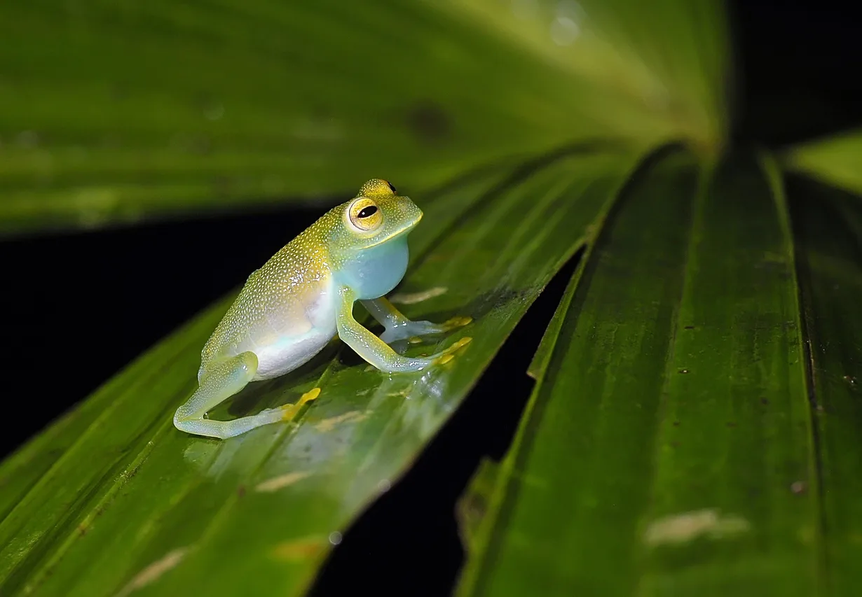 Glass Frog