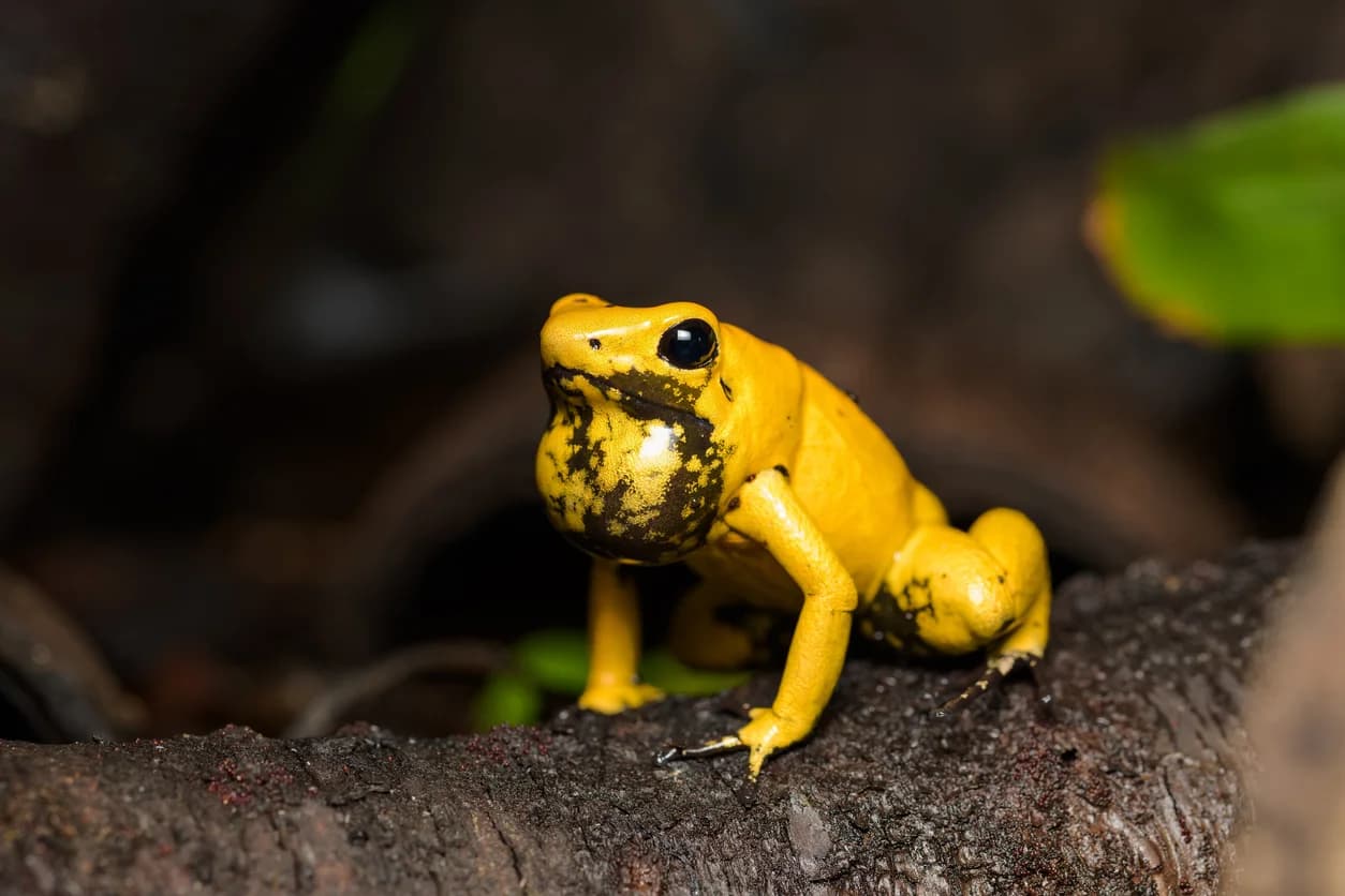 Golden Poison Dart Frog