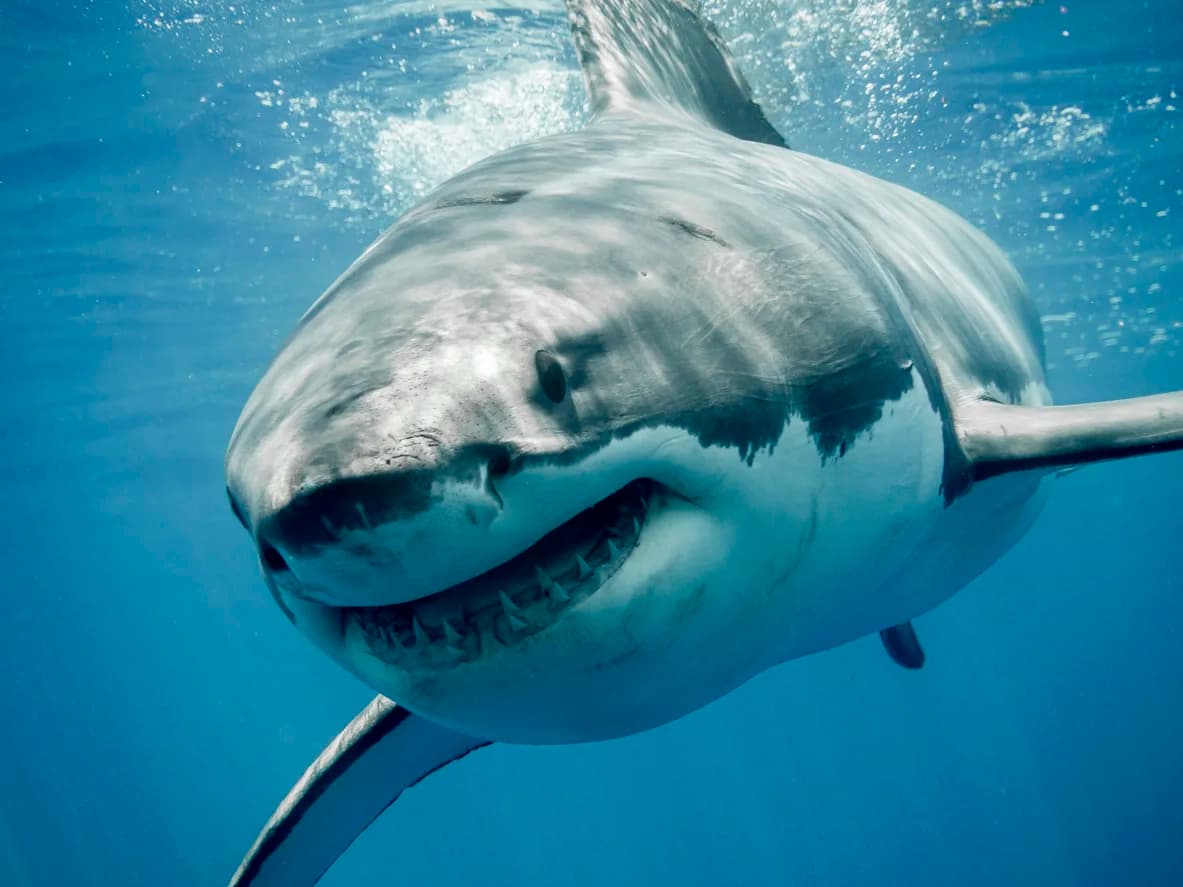 Great White Shark