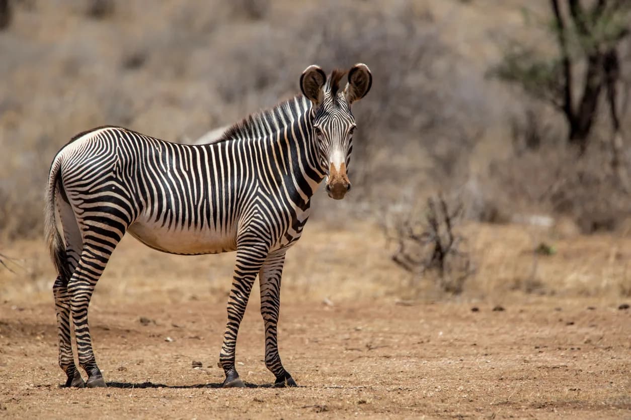 Grevy's Zebra