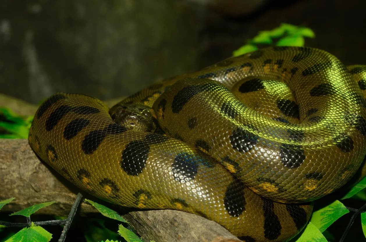 Green Anaconda