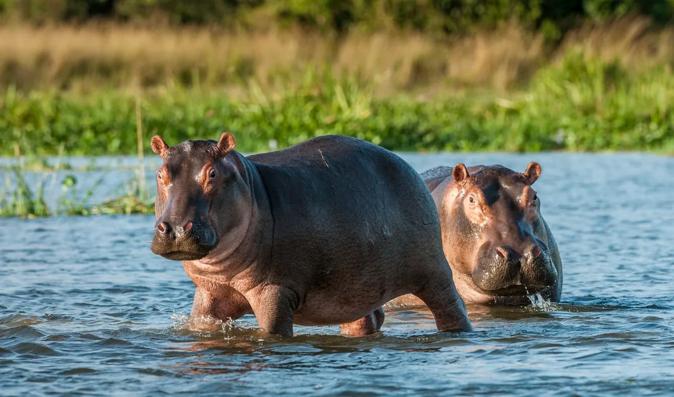 Hippopotamus