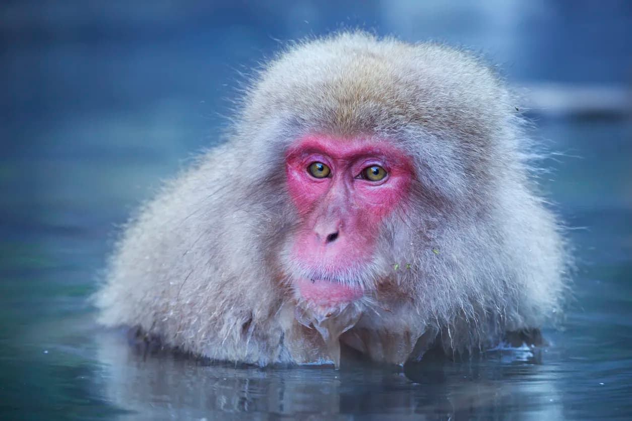 Japanese Macaque