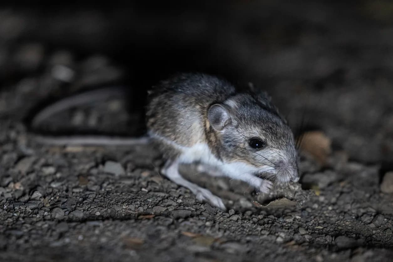 Kangaroo Rat