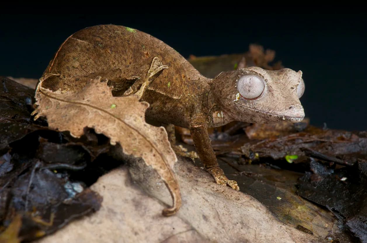 Leaf-tailed Gecko