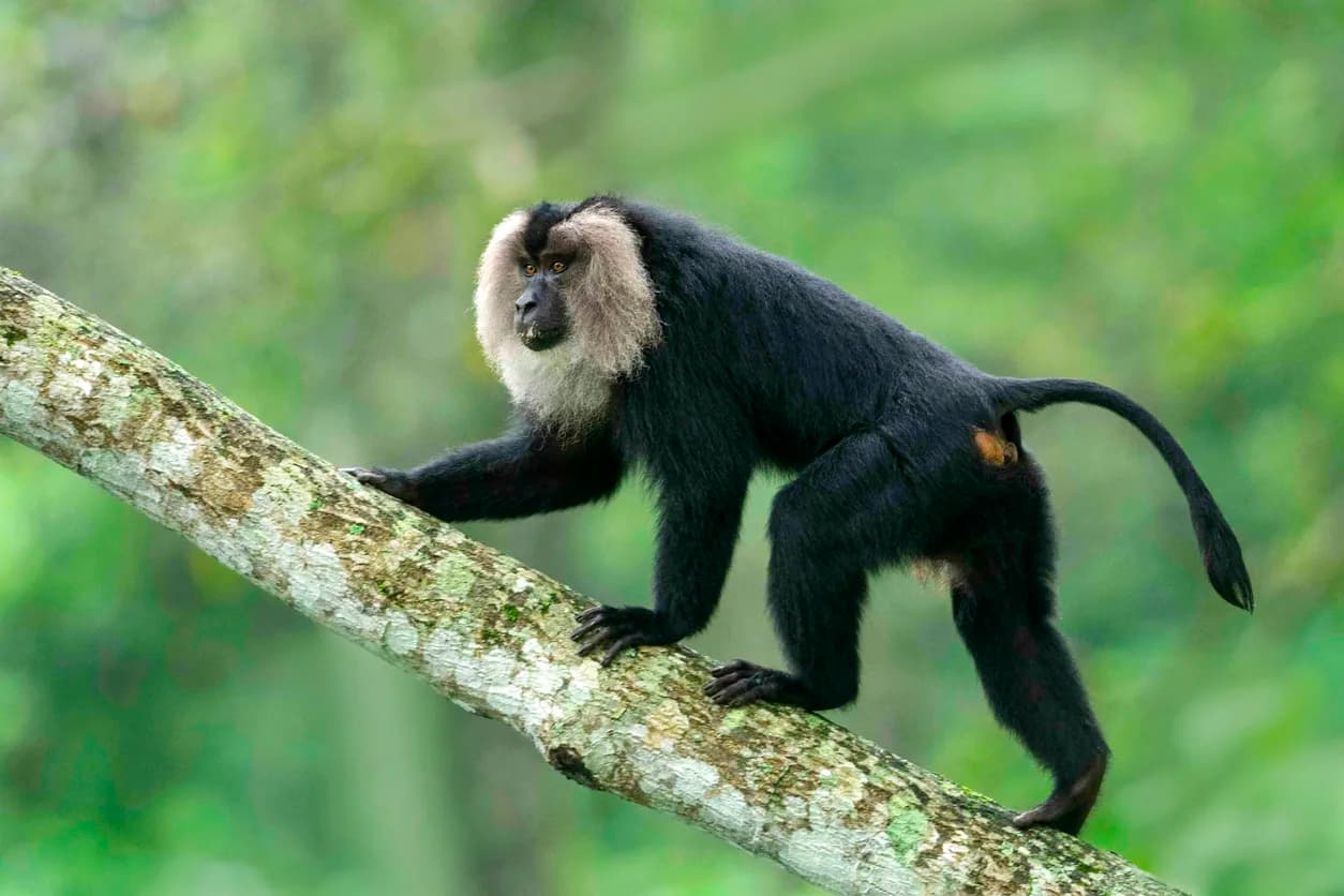 Lion-tailed Macaque
