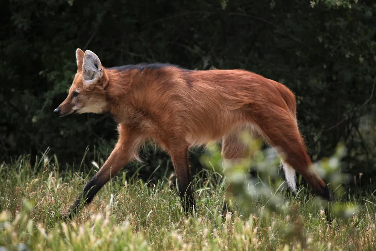 Maned Wolf