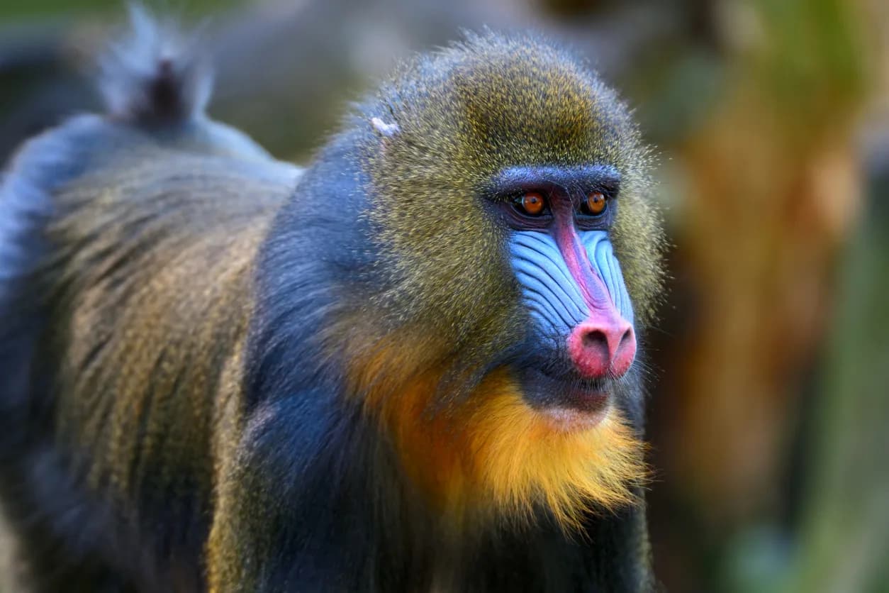 Mandrill