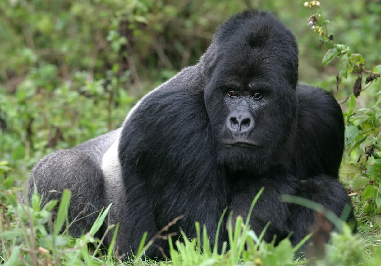 Mountain Gorilla