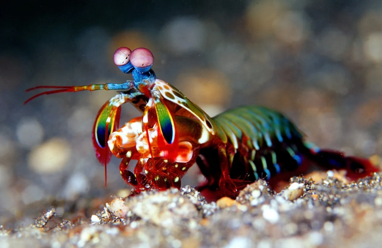 Mantis Shrimp
