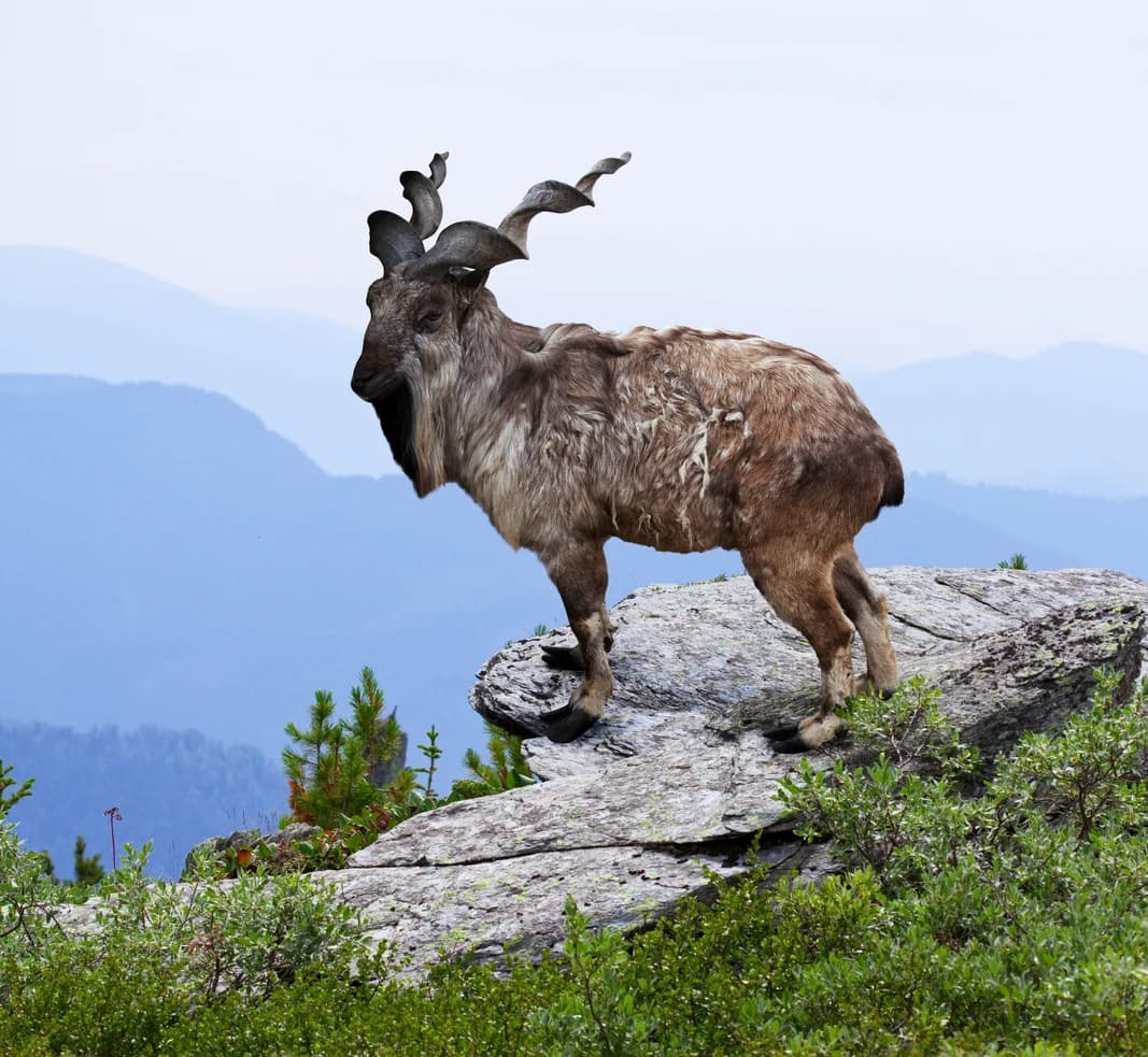Markhor