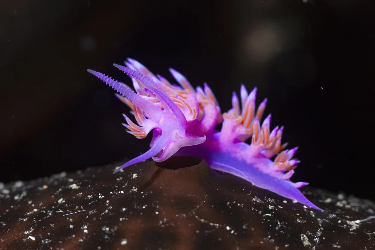 Nudibranch