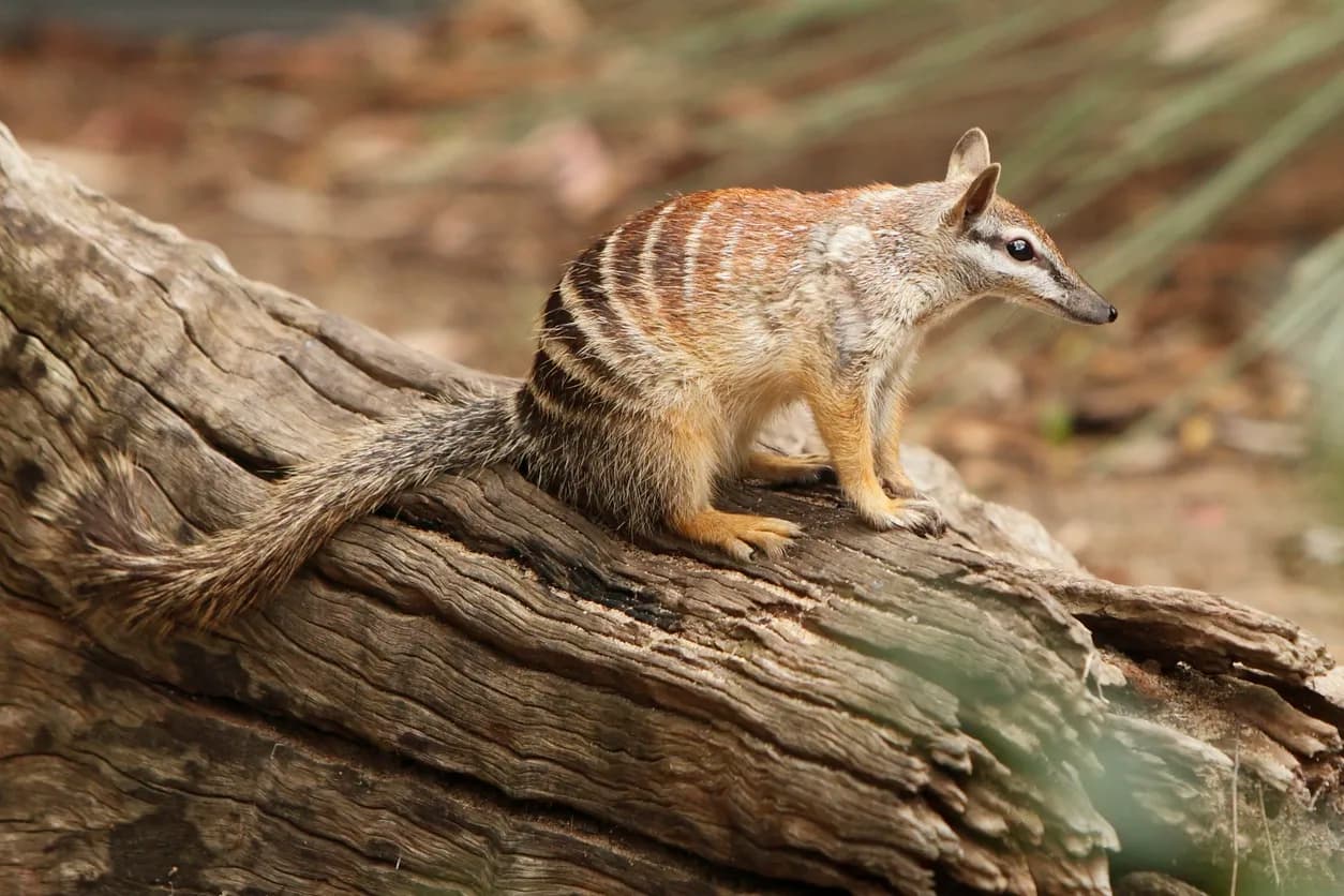Numbat