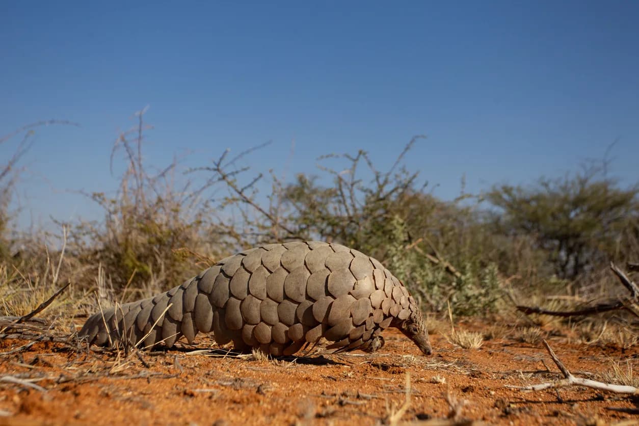 Pangolin