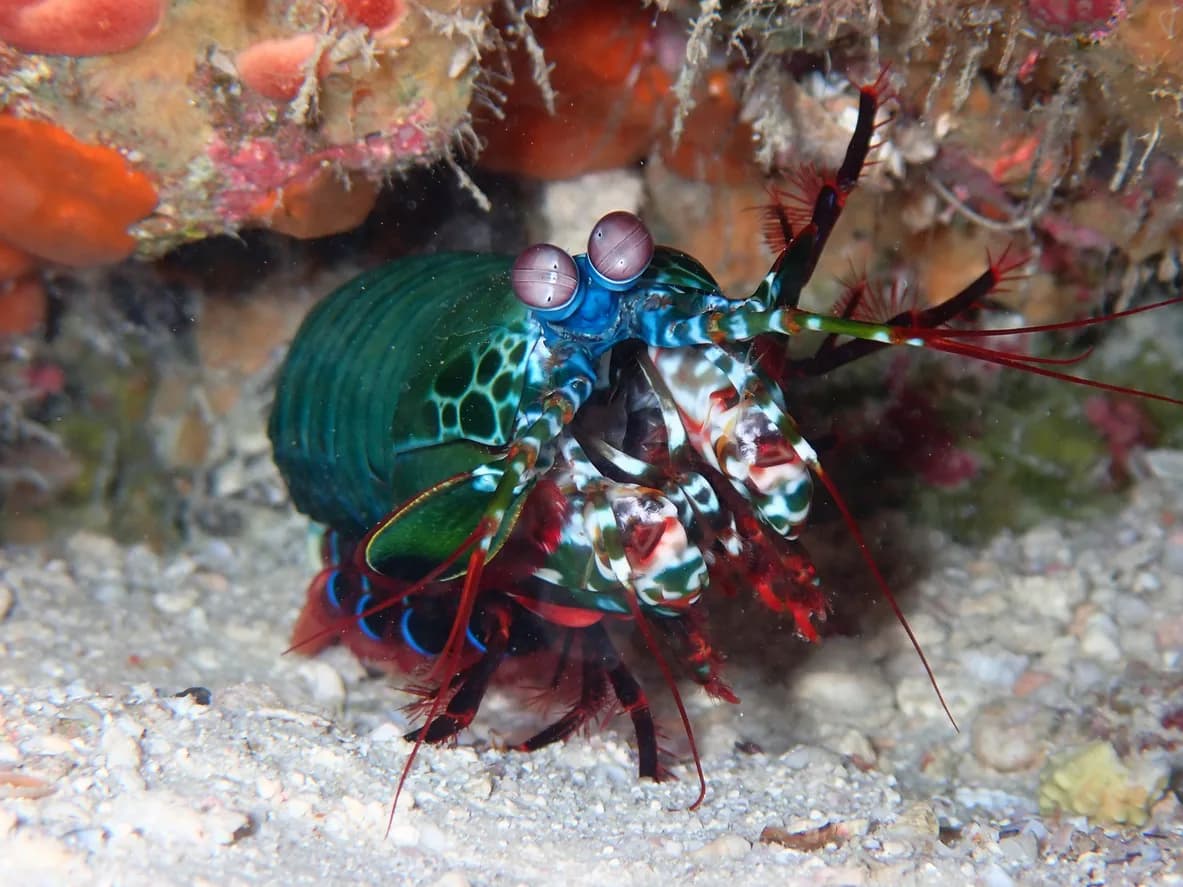 Peacock Mantis Shrimp