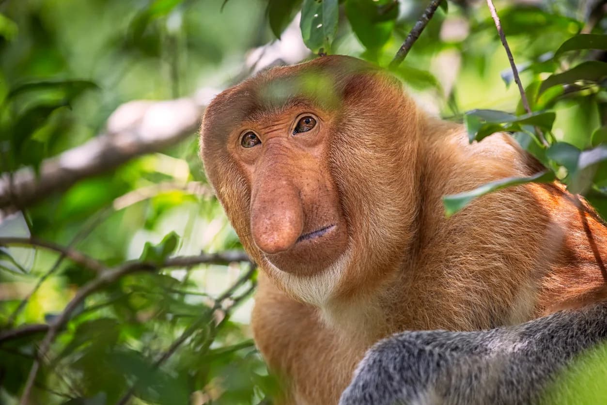 Proboscis Monkey