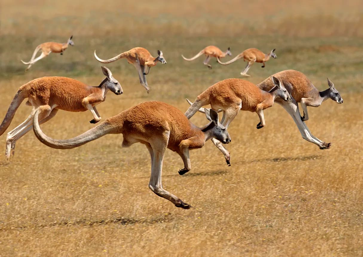 Red Kangaroo